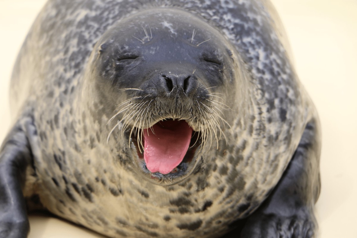 島根県浜田市にある水族館『アクアス』アザラシパフォーマンス