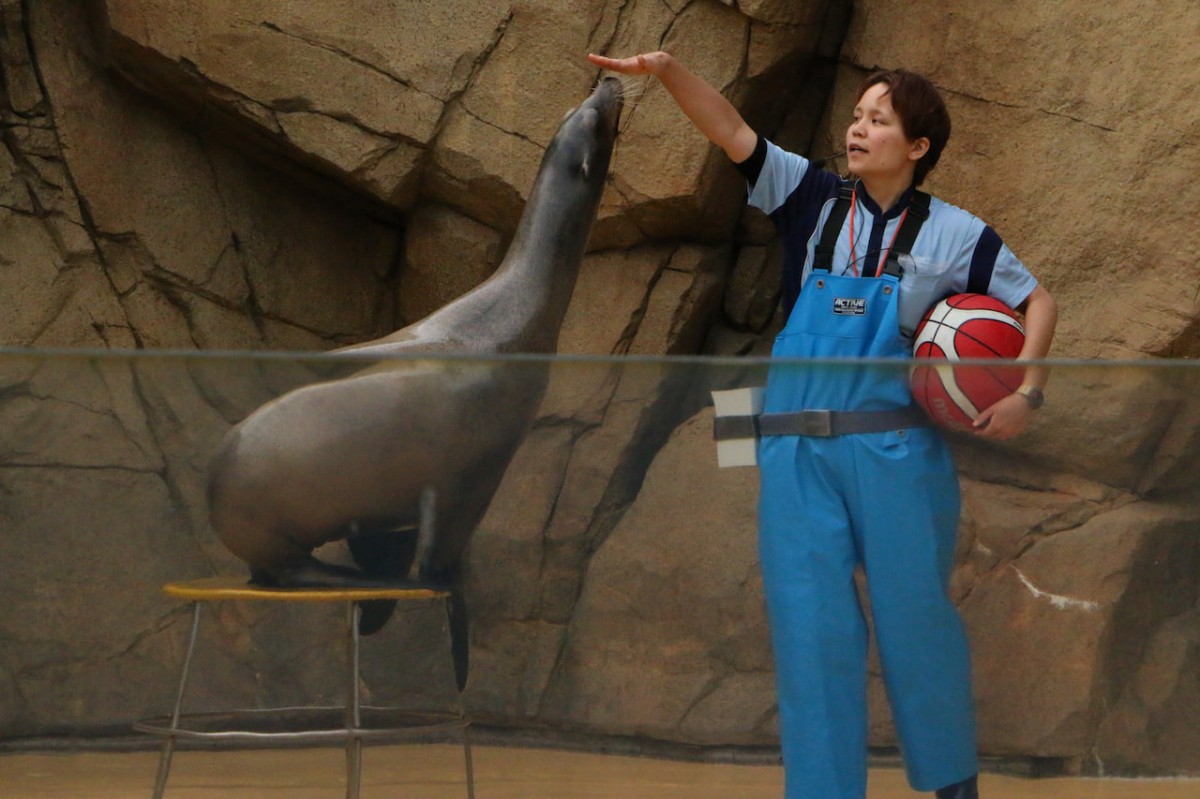 島根県浜田市にある水族館『アクアス』アシカパフォーマンス
