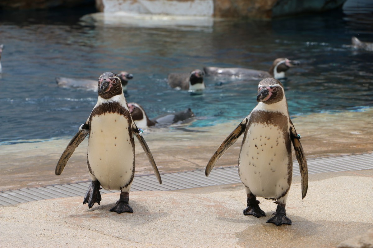 島根県浜田市にある水族館『アクアス』ペンギン餌やり