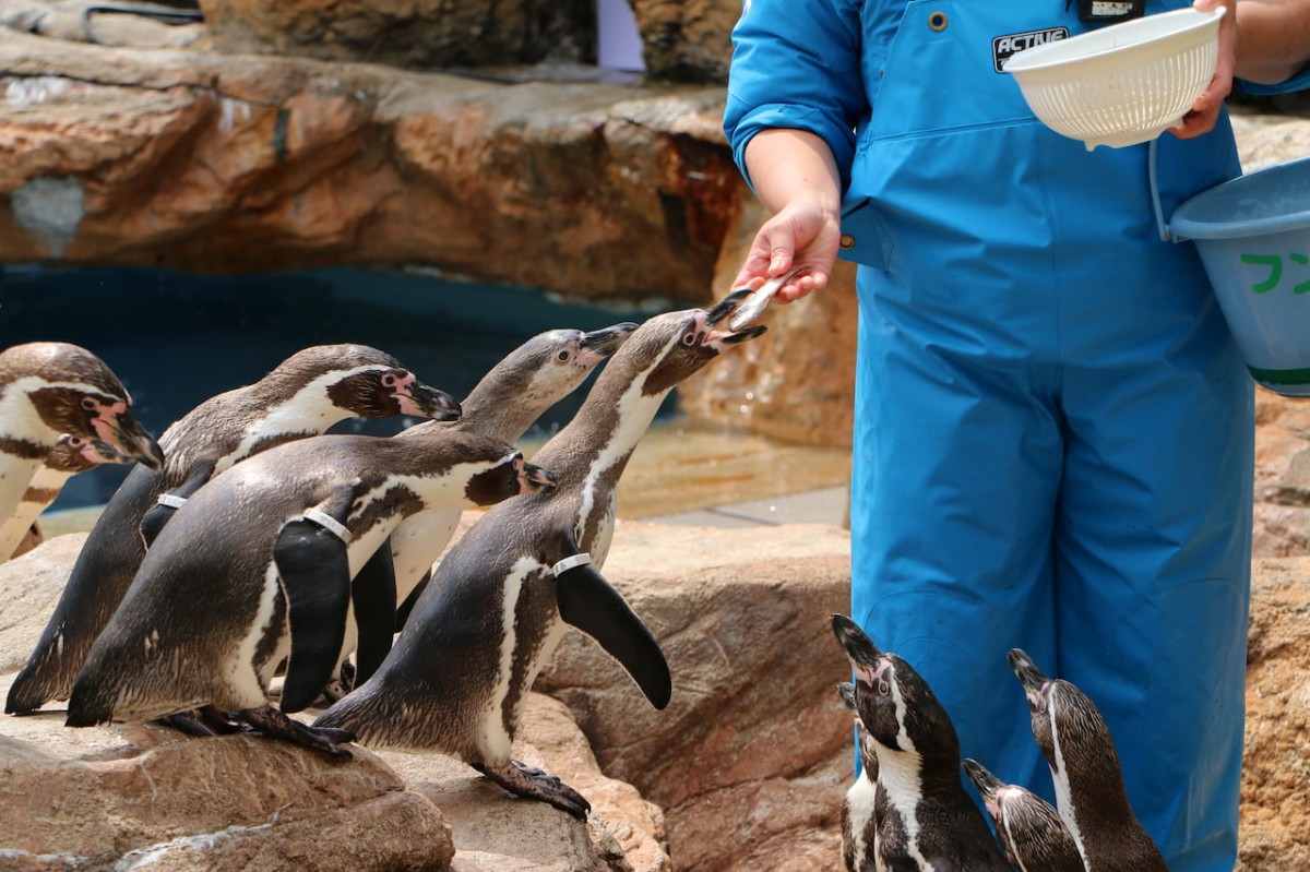 島根県浜田市にある水族館『アクアス』ペンギン餌やり
