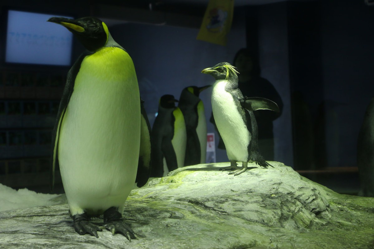 島根県浜田市にある水族館『アクアス』ペンギン餌やり