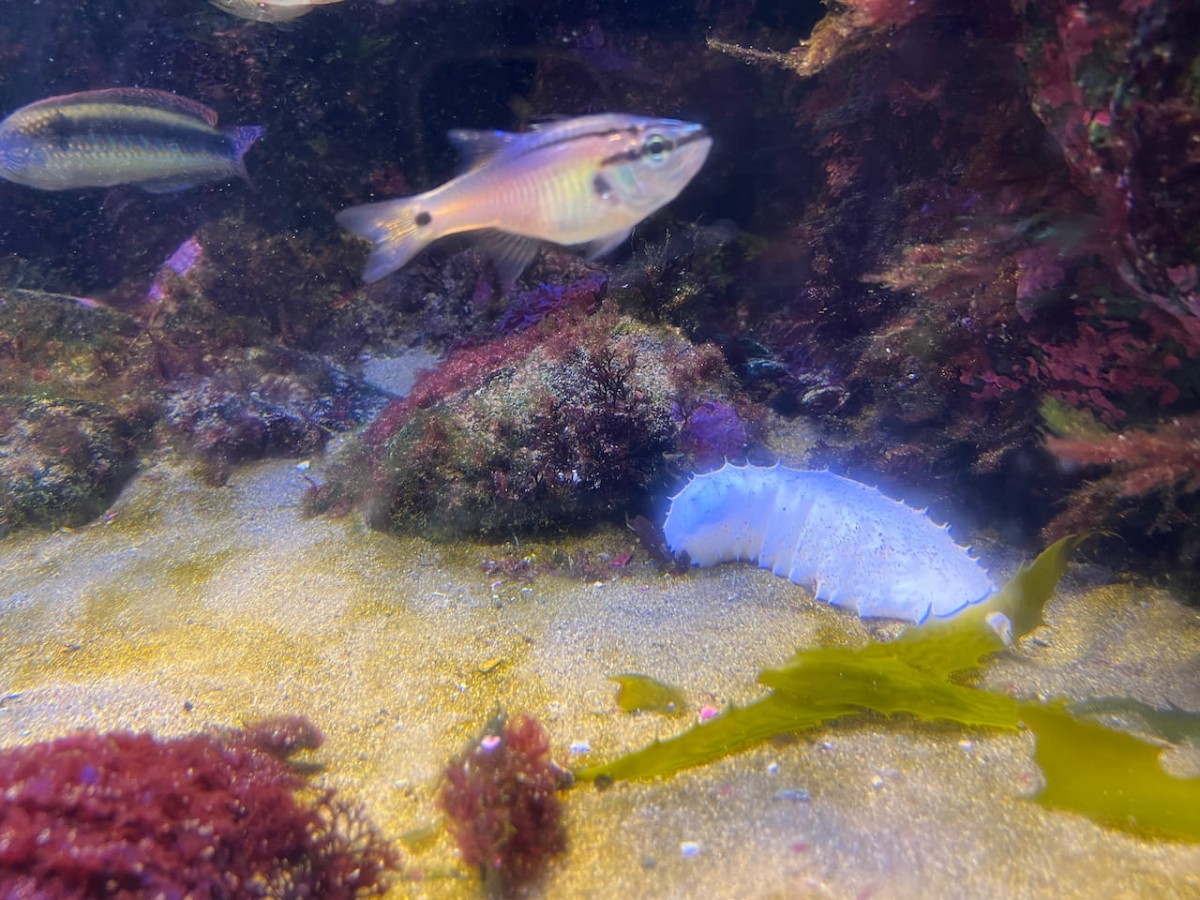 島根県浜田市にある水族館『アクアス』神話の海ゾーン　なまこ