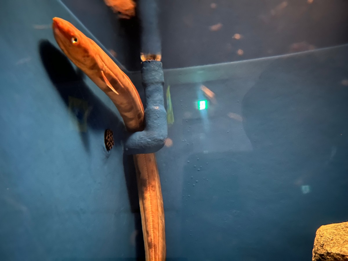 島根県浜田市にある水族館『アクアス』神話の海ゾーン　深海生物
