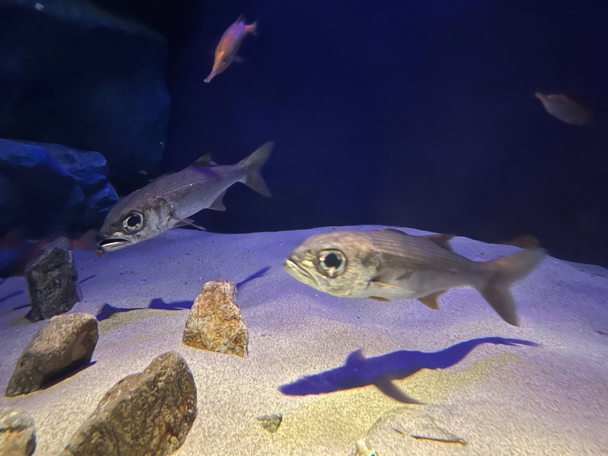 島根県浜田市にある水族館『アクアス』神話の海ゾーン　深海生物
