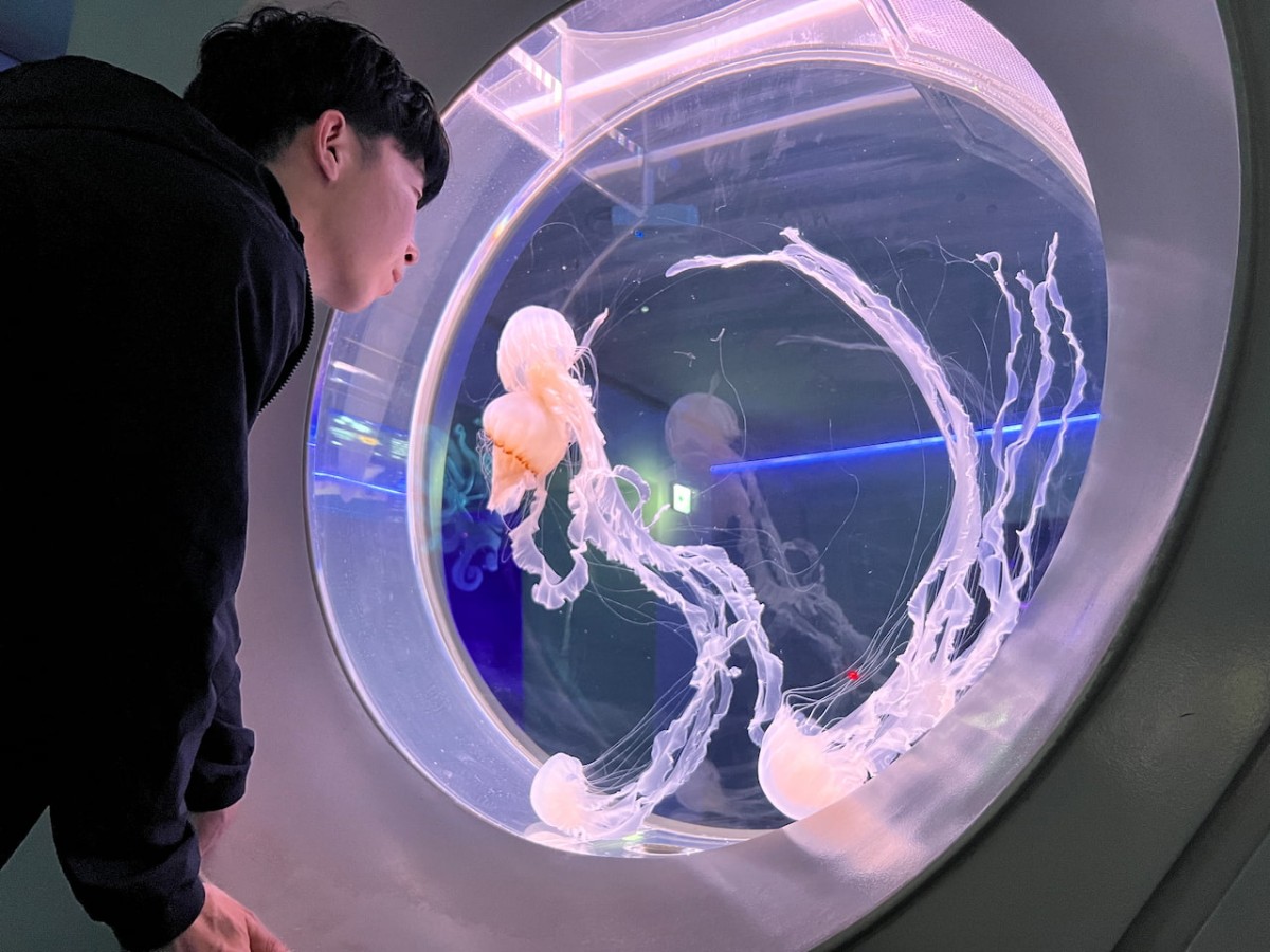 島根県浜田市にある水族館『アクアス』神話の海ゾーン　クラゲ