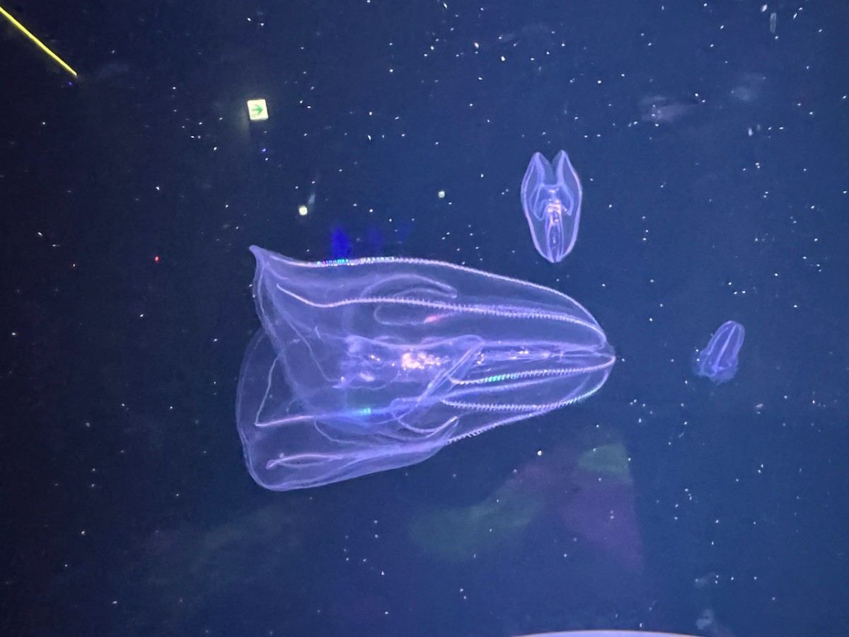 島根県浜田市にある水族館『アクアス』神話の海ゾーン　クラゲ