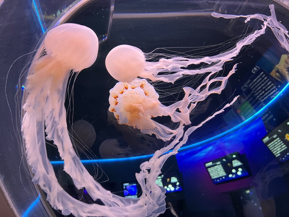島根県浜田市にある水族館『アクアス』神話の海ゾーン　クラゲ