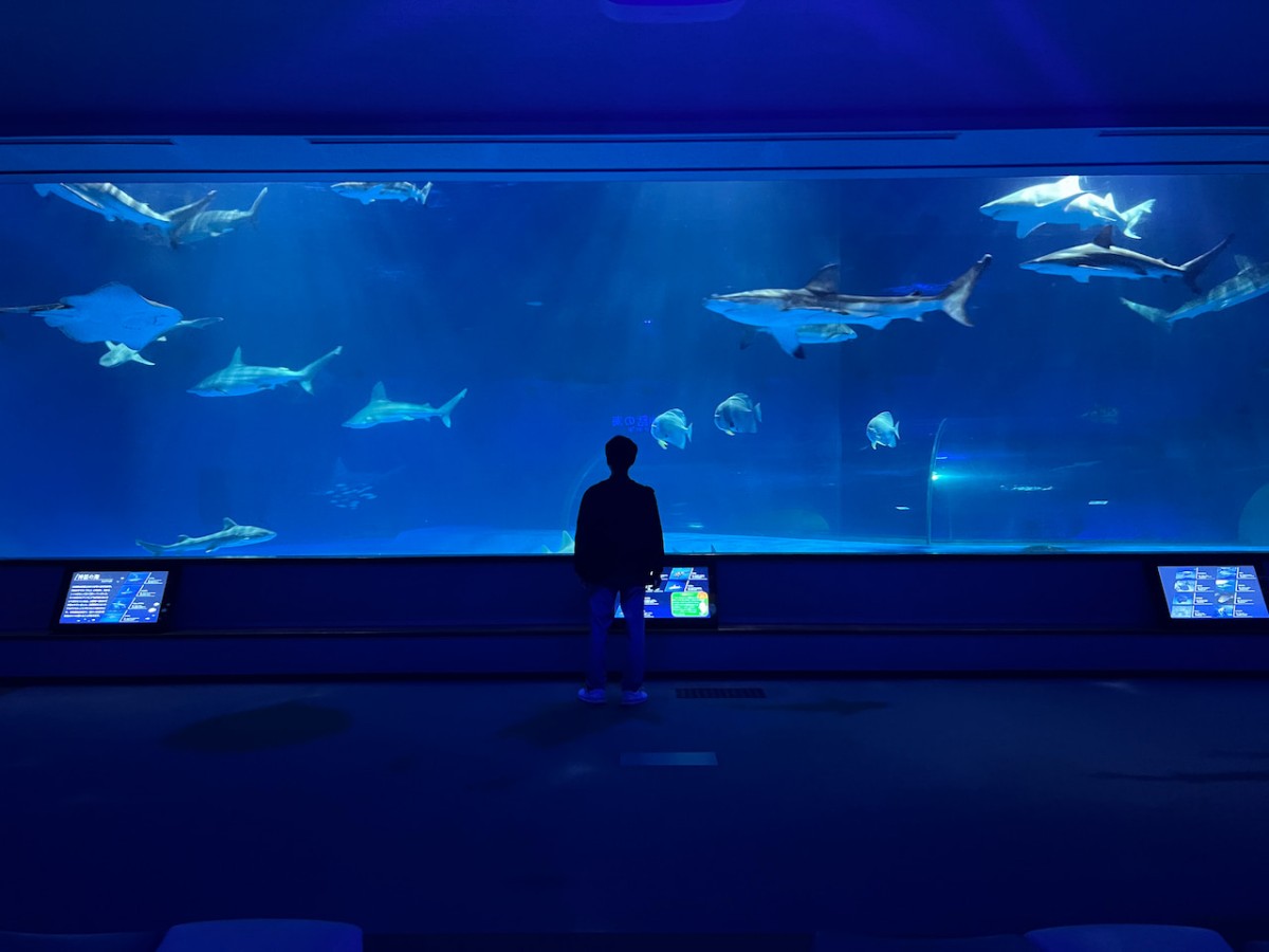 島根県浜田市にある水族館『アクアス』神話の海ゾーン　大水槽前