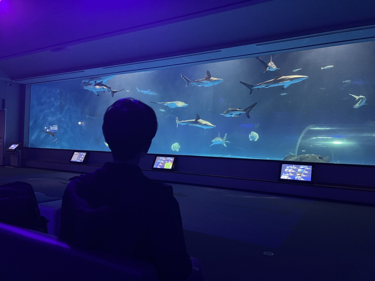 島根県浜田市にある水族館『アクアス』神話の海ゾーン　大水槽前