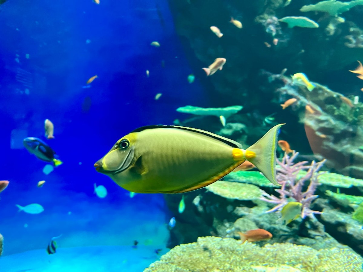 島根県浜田市にある水族館『アクアス』コーラルリーフ