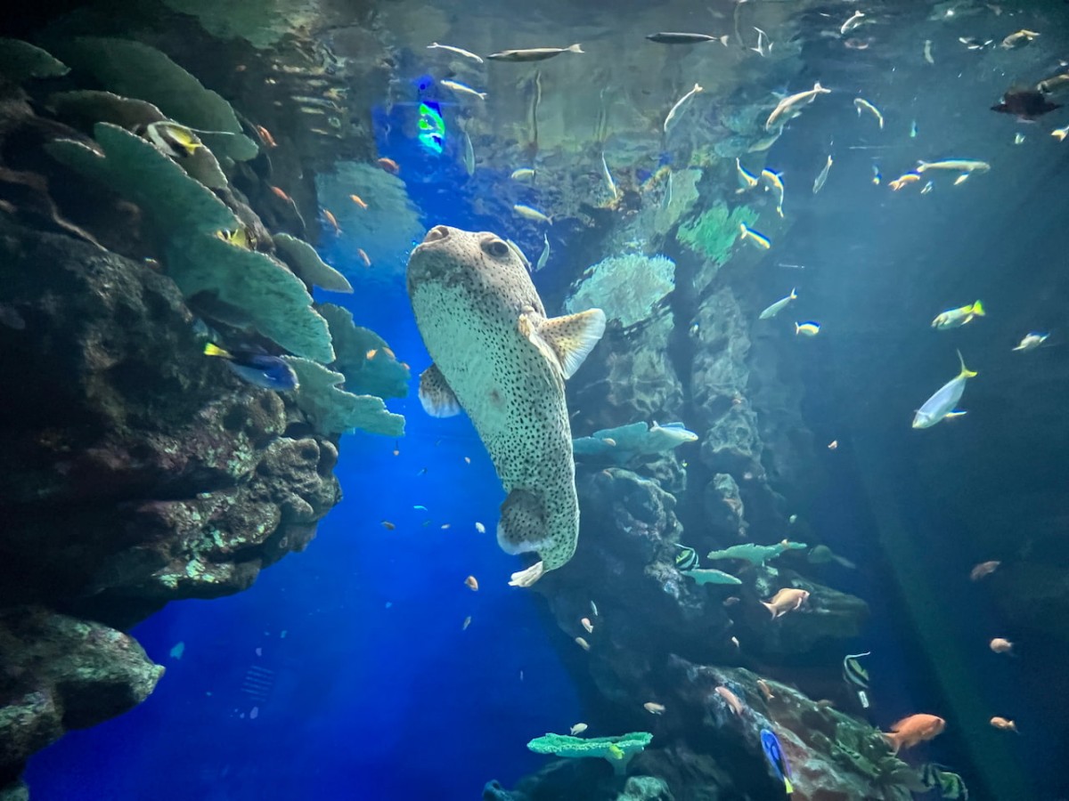 島根県浜田市にある水族館『アクアス』コーラルリーフ