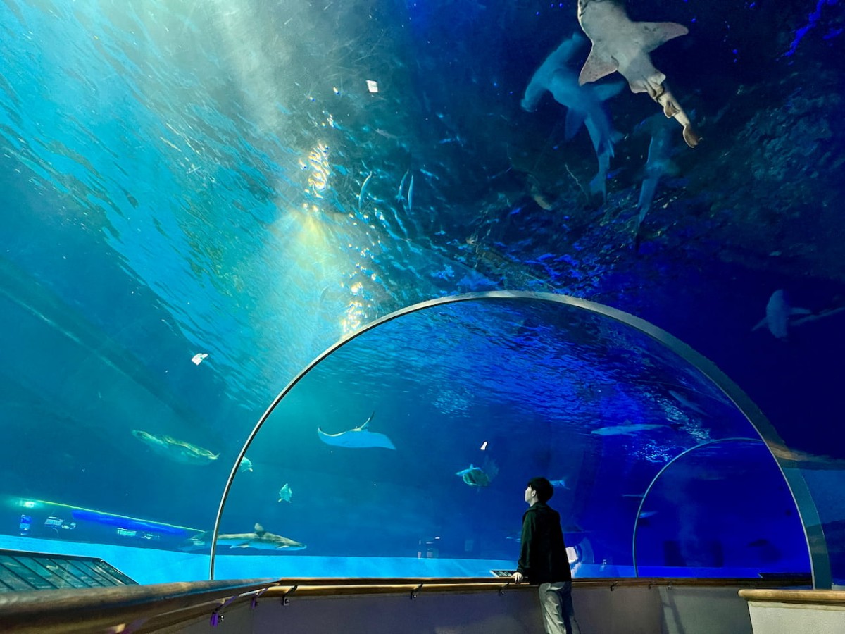 島根県浜田市にある水族館『アクアス』神話の海ゾーン　水中トンネル