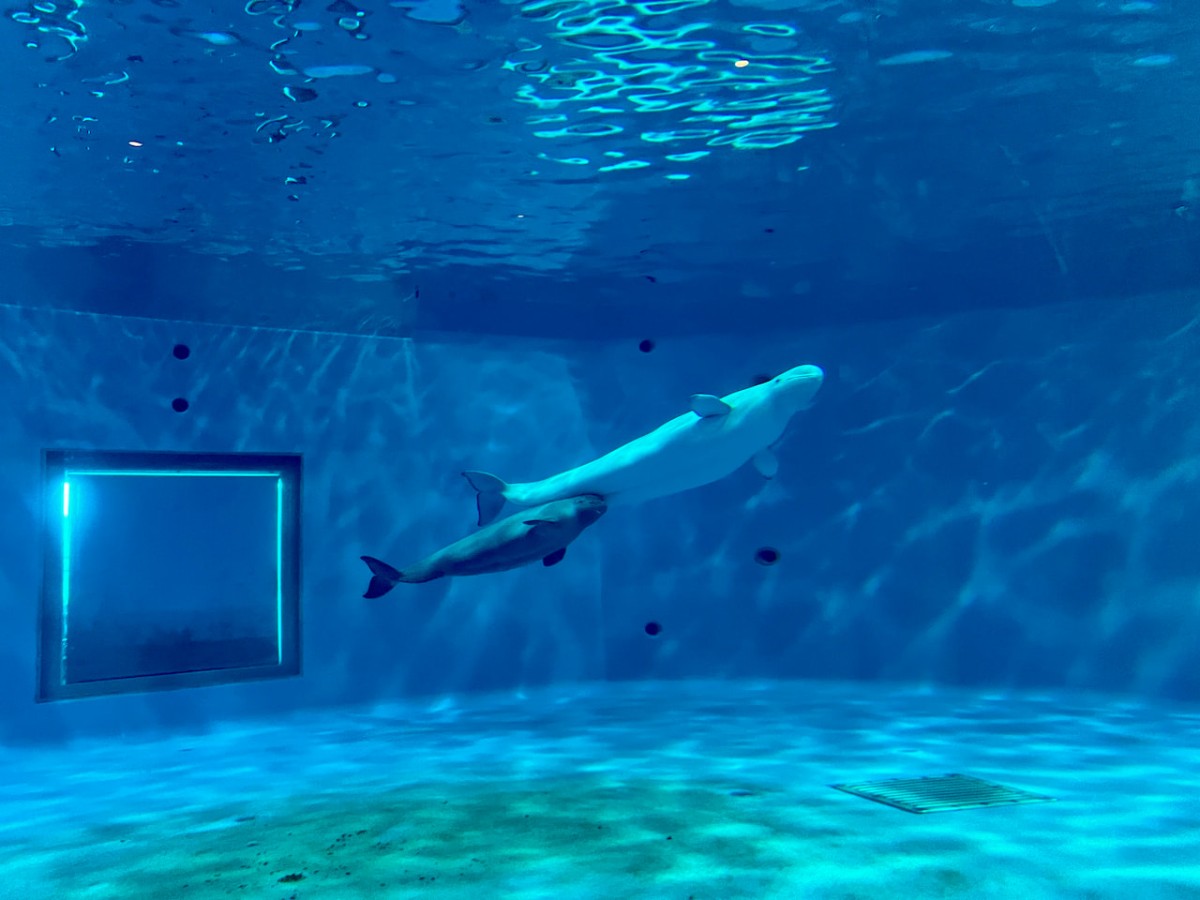 島根県浜田市にある水族館『アクアス』シロイルカ繁殖プール