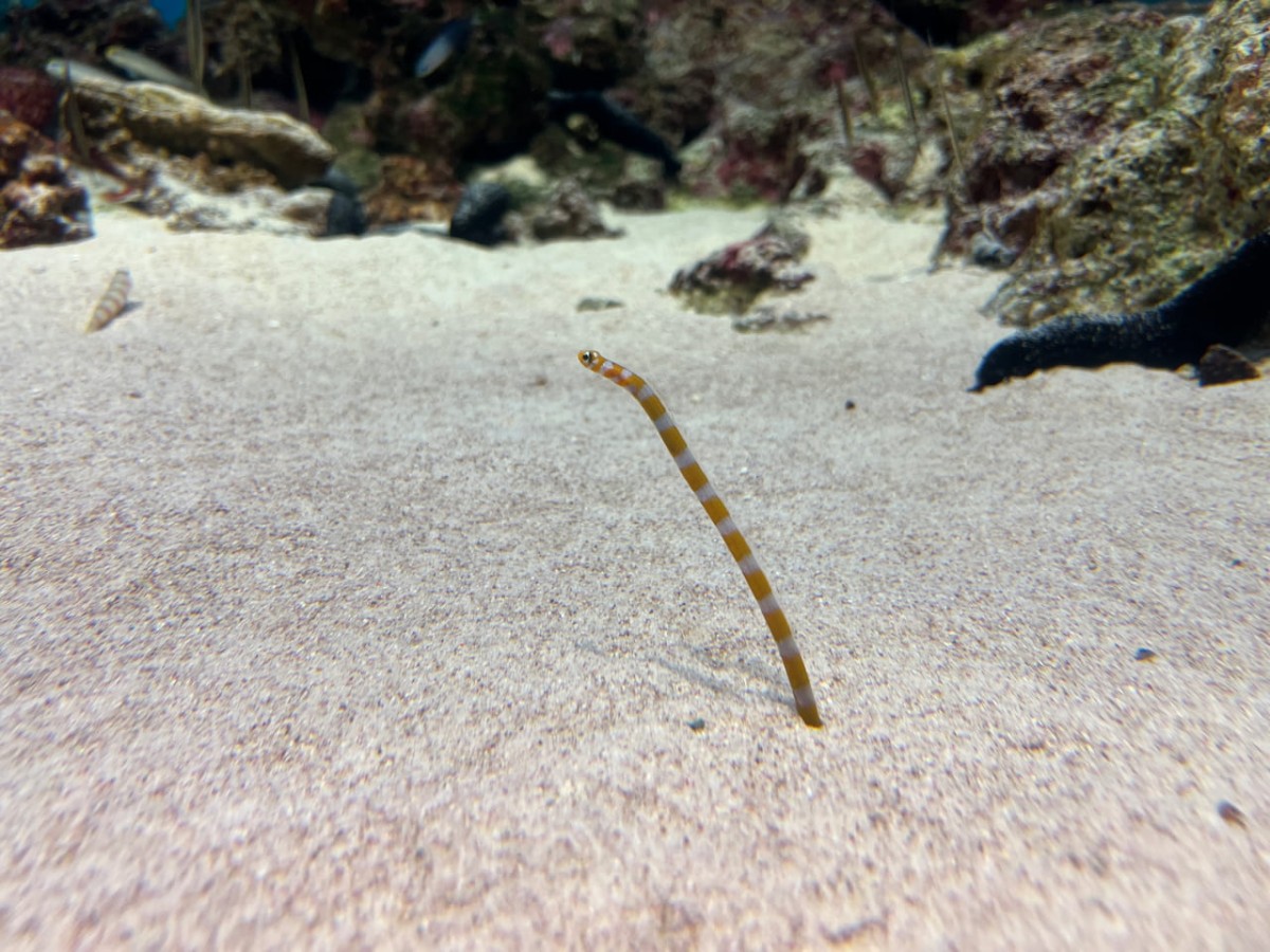 島根県浜田市にある水族館『アクアス』チンアナゴ