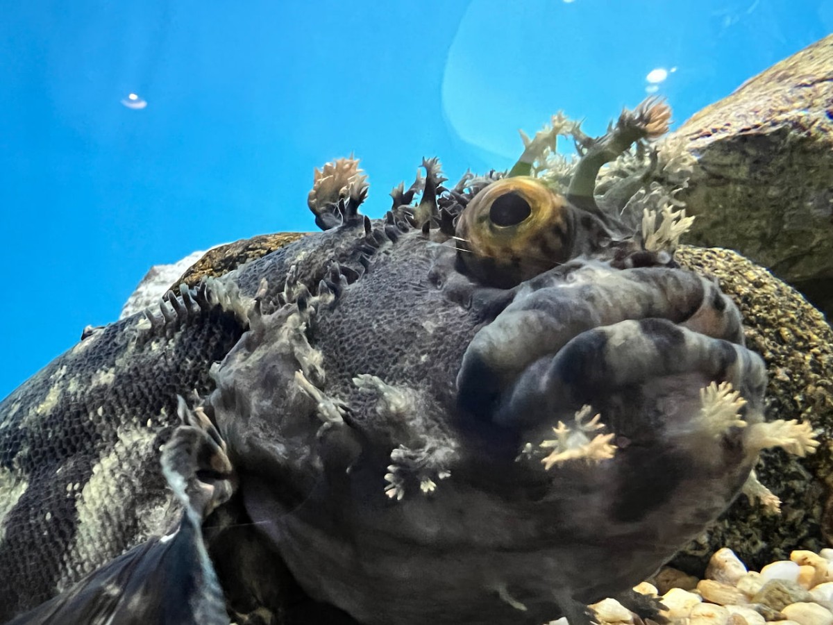 島根県浜田市にある水族館『アクアス』カサゴ