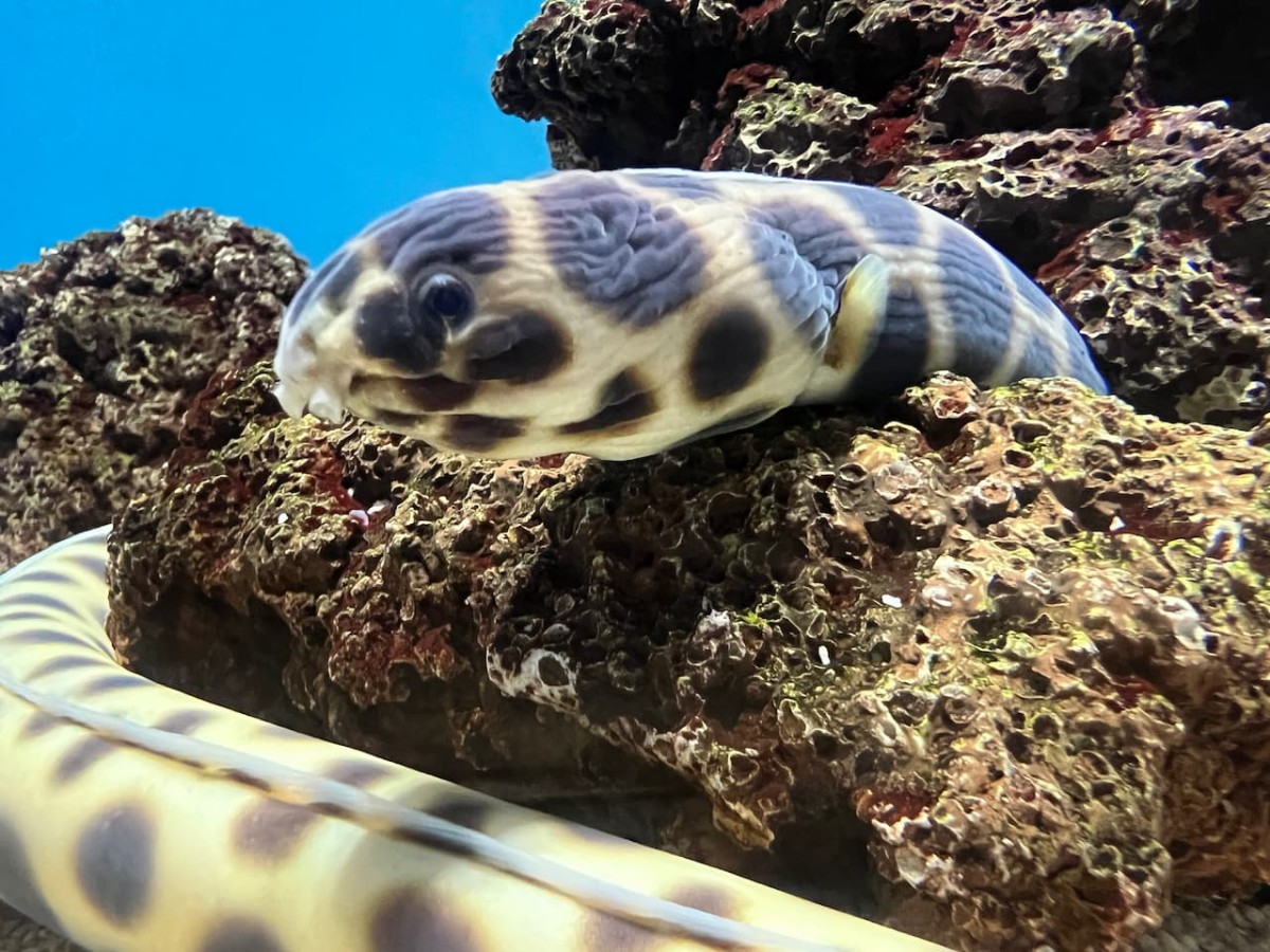島根県浜田市にある水族館『アクアス』あなご
