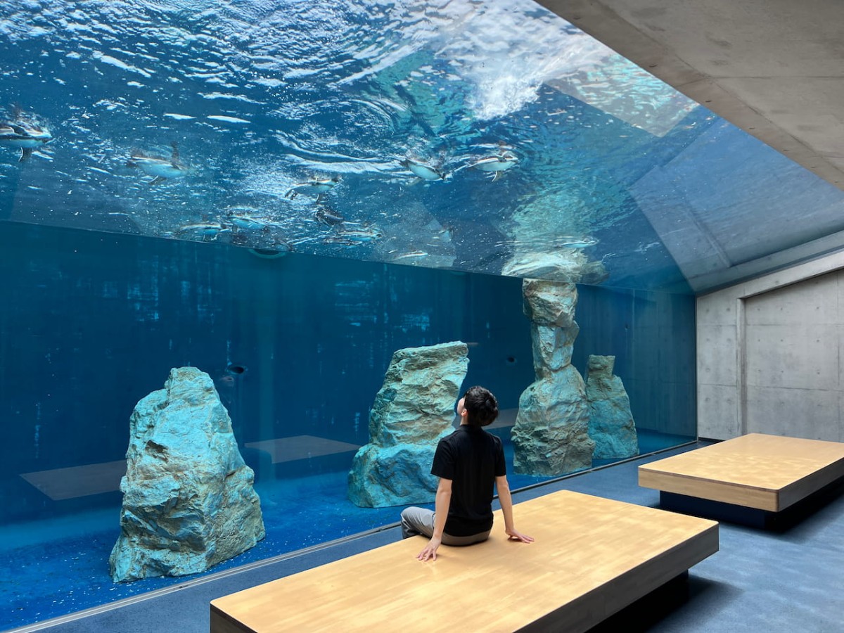 島根県浜田市にある水族館『アクアス』ペンギン水槽