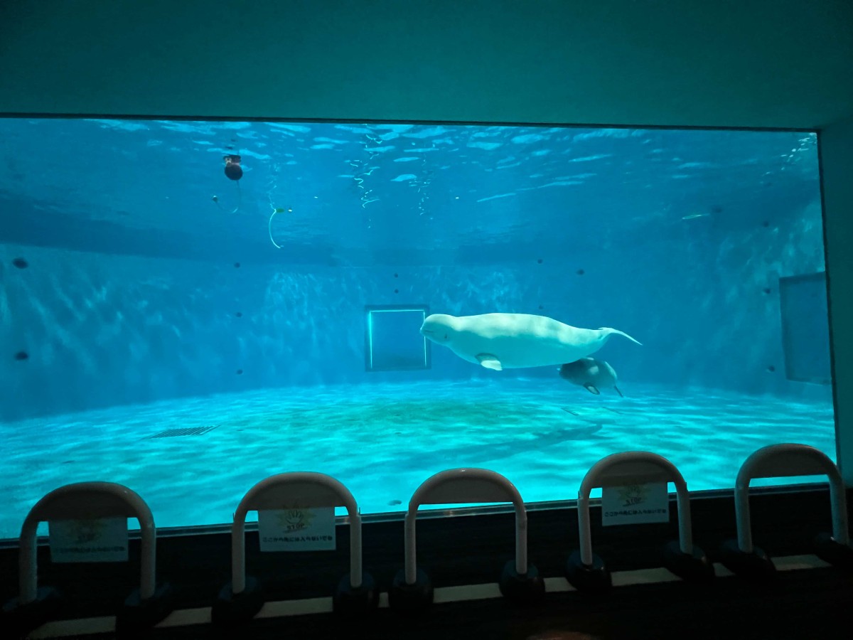 島根県浜田市にある水族館『アクアス』シロイルカ繁殖プール