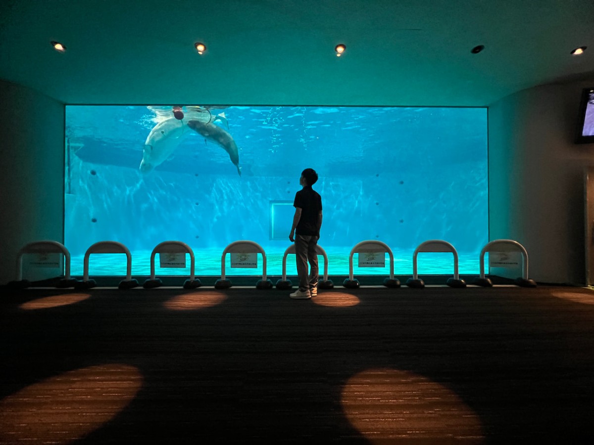 島根県浜田市にある水族館『アクアス』シロイルカ繁殖プール