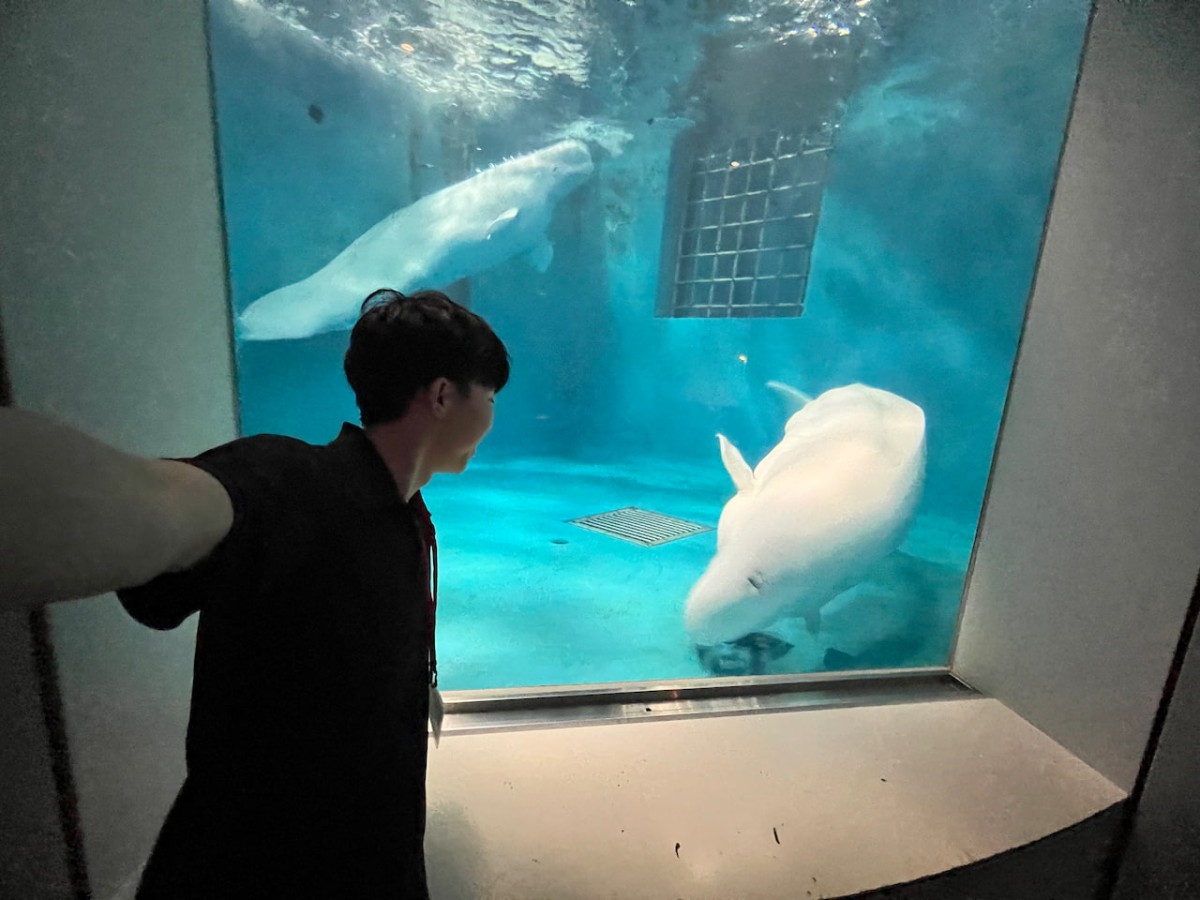 島根県浜田市にある水族館『アクアス』シロイルカ繁殖プール