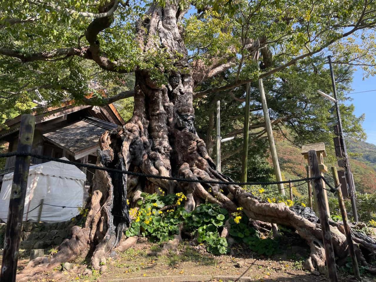島根県出雲市にある命主社のムクノキ