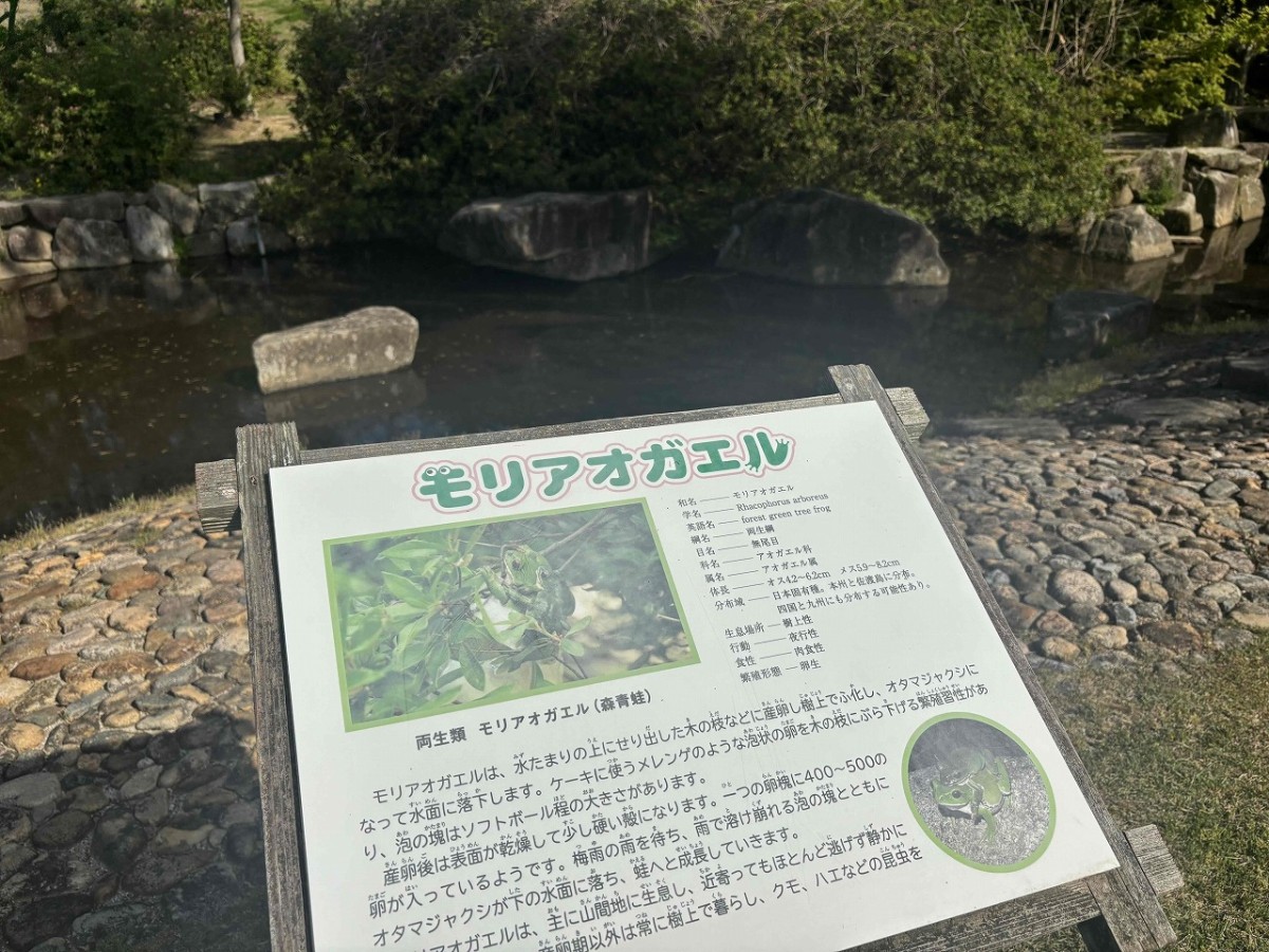 島根県出雲市にある『手引ヶ丘公園』のモリアオガエル池