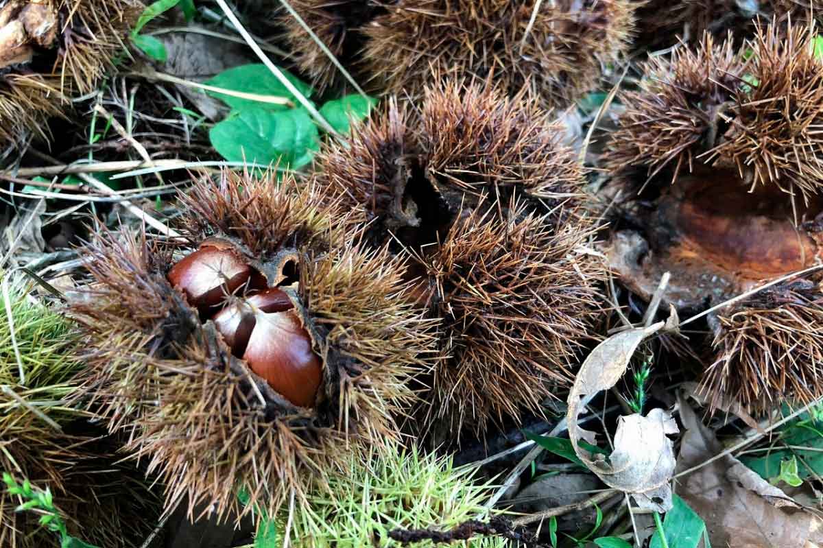 島根県雲南市で栗狩り・栗拾いが楽しめる観光農園『波多観光栗園田部農園』