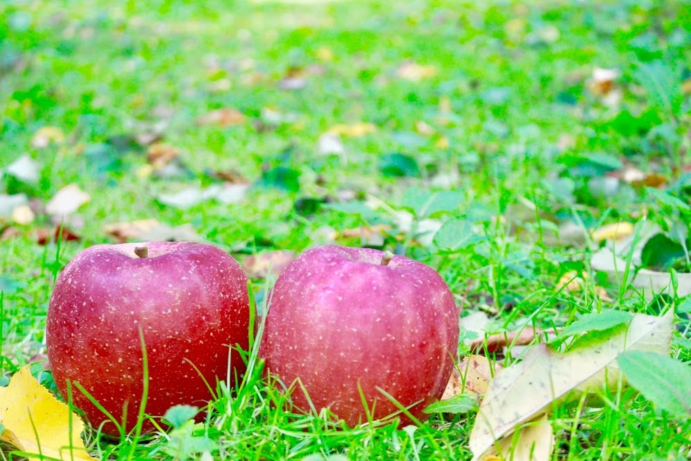 島根県飯南町のフルーツ観光農園「赤来高原観光りんご園」で収穫できるりんご