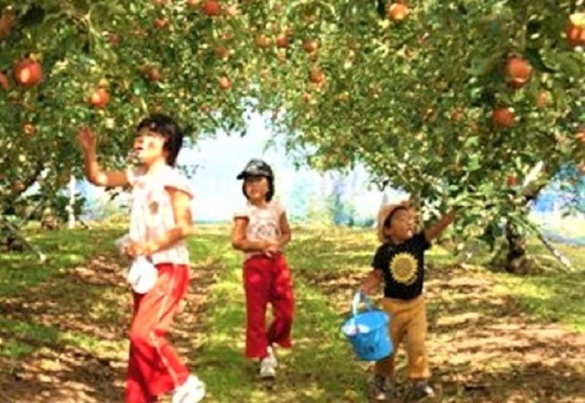 島根県飯南町のフルーツ観光農園「赤来高原観光りんご園」でのりんご狩りの様子