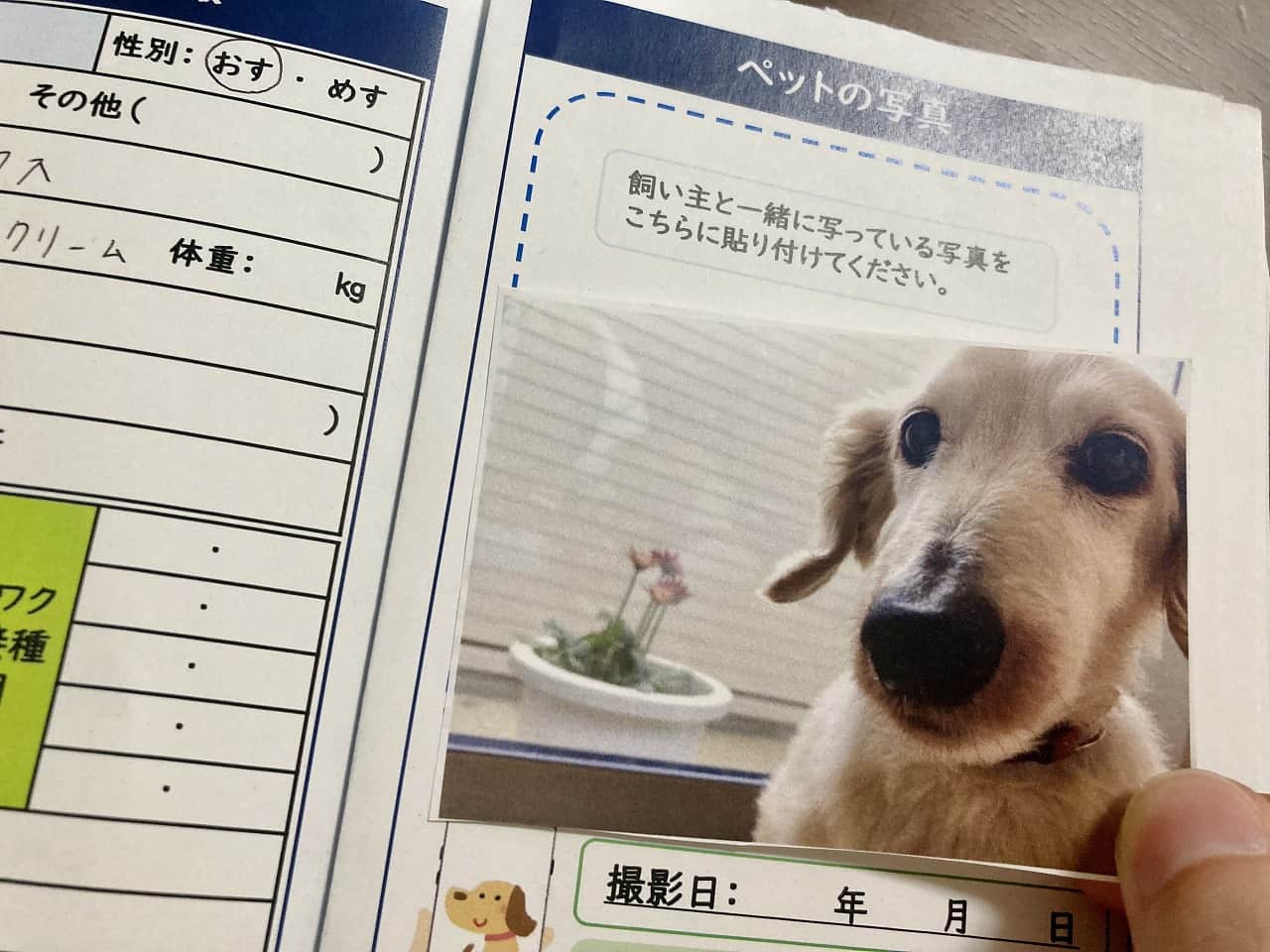 【実践】米子市から「ペット防災手帳」が出てたので早速作ってみたよ｜日刊Lazuda(ラズダ) 島根・鳥取を知る