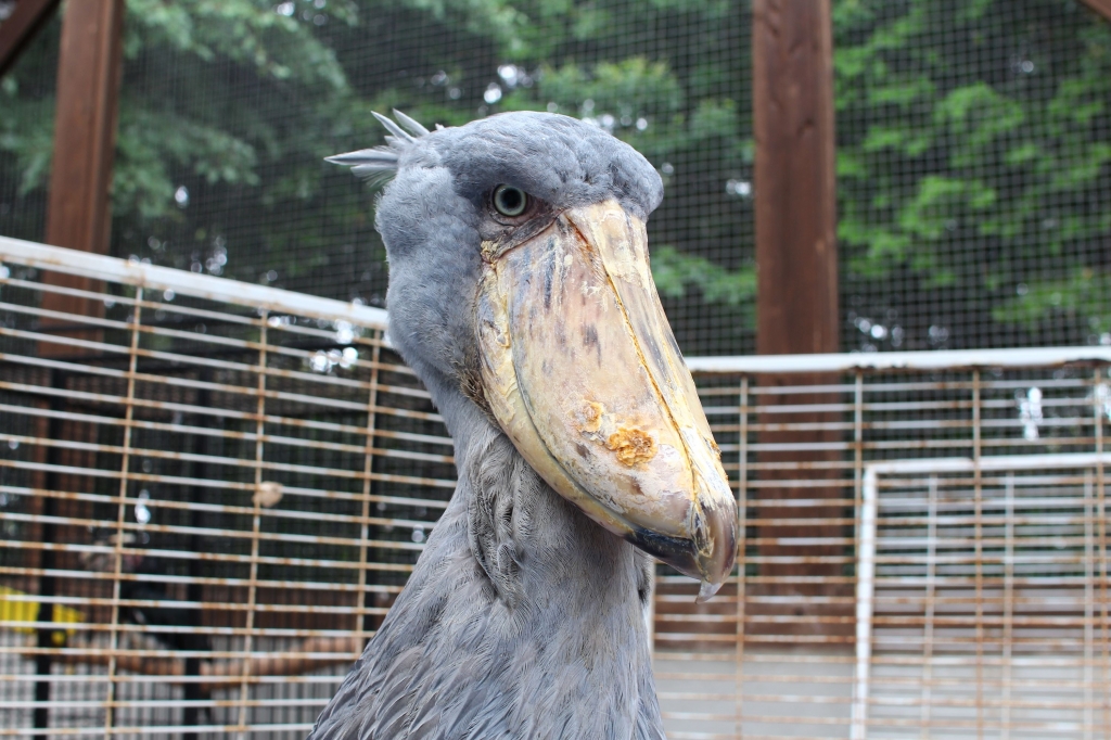 ハシビロコウの名前募集 島根県松江市 の開催情報 日刊lazuda ラズダ 島根 鳥取を知る 見る 食べる 遊ぶ 暮らすwebマガジン
