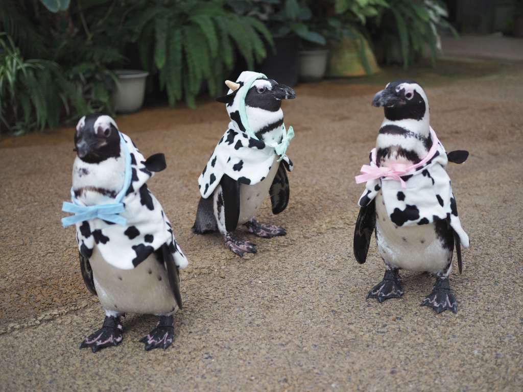 ペンギンのお散歩 干支 うし年 衣装 島根県松江市 の開催情報 日刊lazuda ラズダ 島根 鳥取を知る 見る 食べる 遊ぶ 暮らすwebマガジン ペンギンのお散歩 干支 うし年 衣装 島根県松江市 の開催情報 日刊lazuda ラズダ 島根 鳥取を知る 見る 食べる 遊ぶ 暮らすwebマガジン