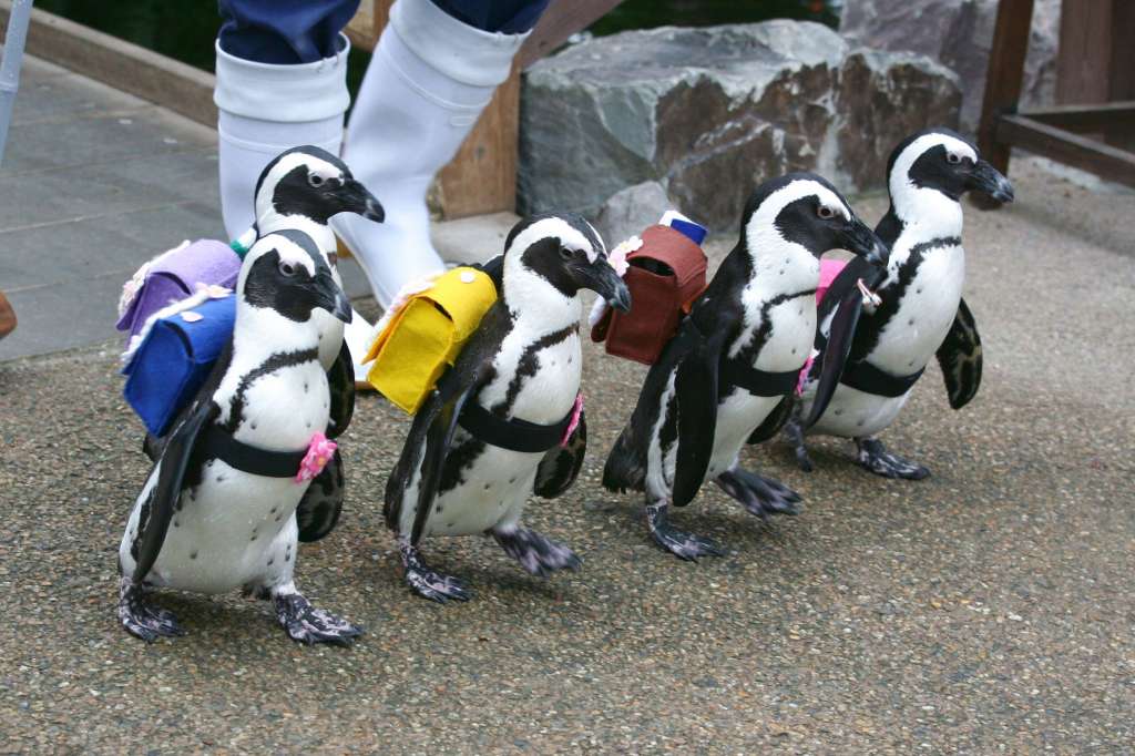 ペンギンのお散歩 ランドセル衣装 島根県松江市 の開催情報 日刊lazuda ラズダ 島根 鳥取を知る 見る 食べる 遊ぶ 暮らすwebマガジン ペンギンのお散歩 ランドセル衣装 島根県松江市 の開催情報 日刊lazuda ラズダ 島根 鳥取を知る 見る 食べる 遊ぶ 暮らすwebマガジン
