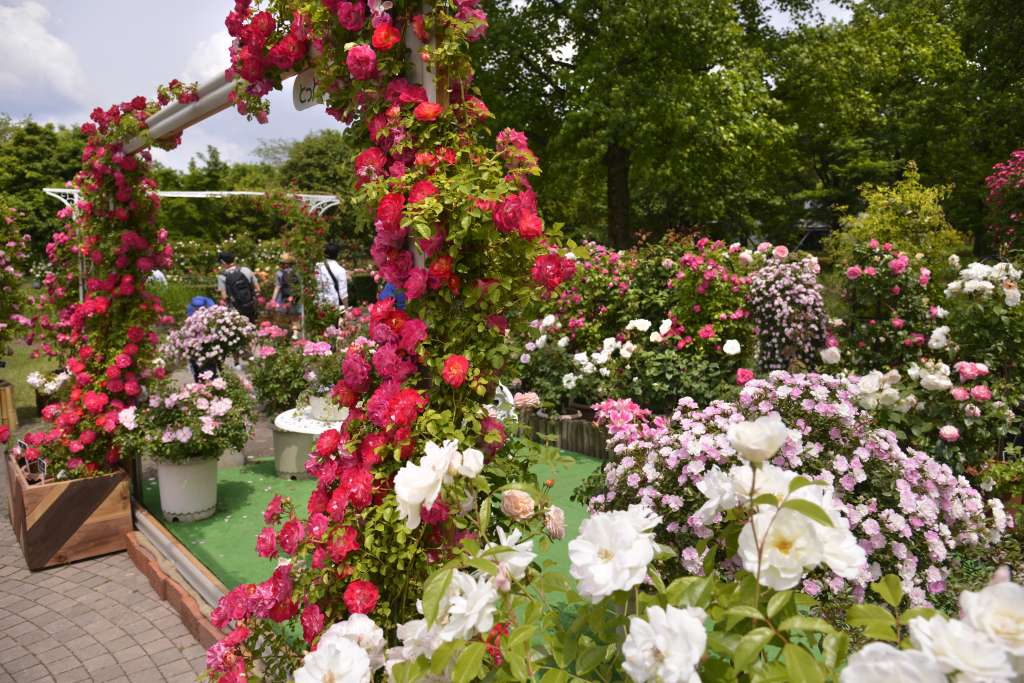 ばらまつり 鳥取県西伯郡 の開催情報 日刊lazuda ラズダ 島根 鳥取を知る 見る 食べる 遊ぶ 暮らすwebマガジン