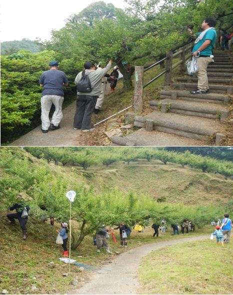 三隅公園 梅林 の梅狩り 島根県浜田市 の開催情報 日刊lazuda ラズダ 島根 鳥取を知る 見る 食べる 遊ぶ 暮らすwebマガジン