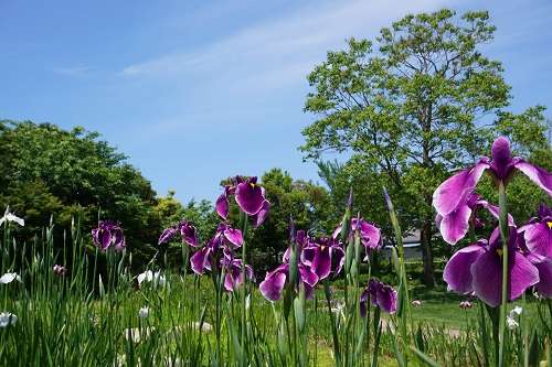 水辺の花見頃 島根県出雲市 の開催情報 日刊lazuda ラズダ 島根 鳥取を知る 見る 食べる 遊ぶ 暮らすwebマガジン