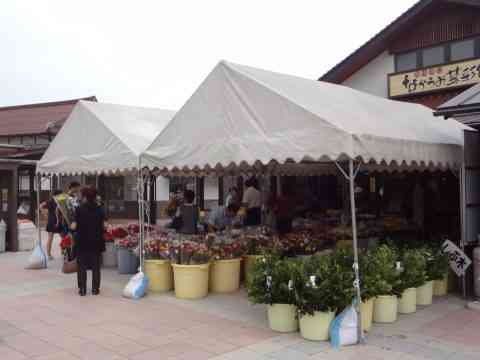 秋の彼岸花市 島根県安来市 の開催情報 日刊lazuda ラズダ 島根 鳥取を知る 見る 食べる 遊ぶ 暮らすwebマガジン