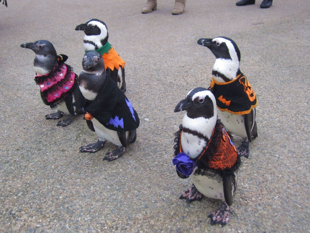 松江フォーゲルパーク ハロウィンナイト 島根県松江市 の開催情報 日刊lazuda ラズダ 島根 鳥取を知る 見る 食べる 遊ぶ 暮らすwebマガジン